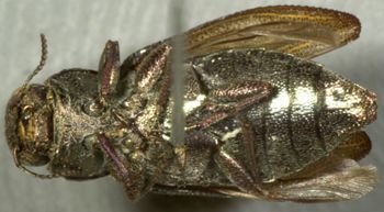 Media type: image;   Entomology 2692 Aspect: habitus ventral view